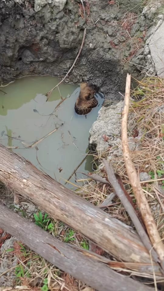 A Tiny Puppy Was Sinking in a Muddy Hole