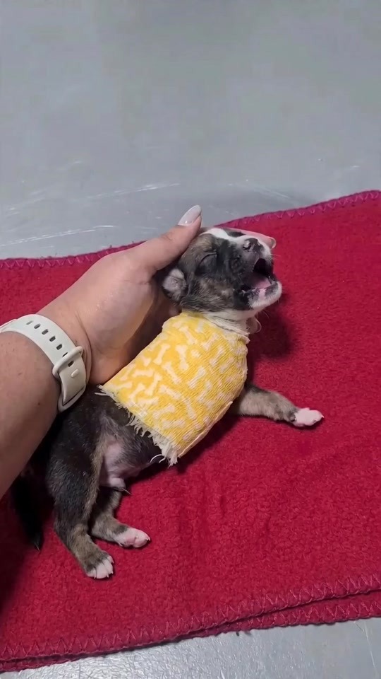 A Tiny Puppy Wrapped in Yellow Was Barely Moving