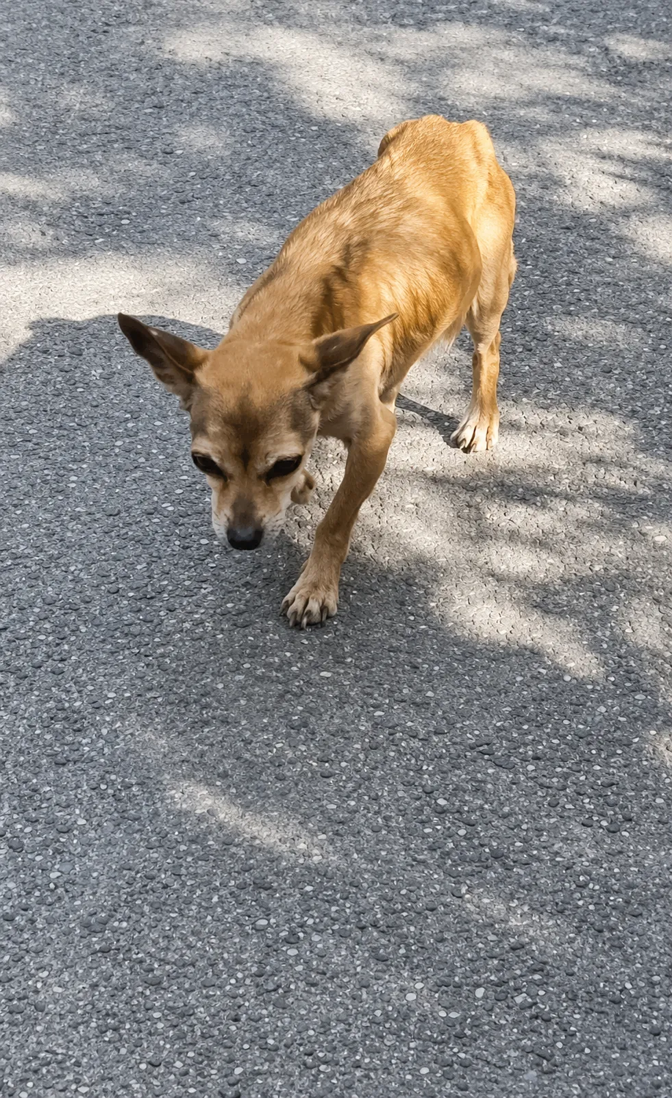 A Tiny Stray Dog Walked Toward Help on an Empty Road