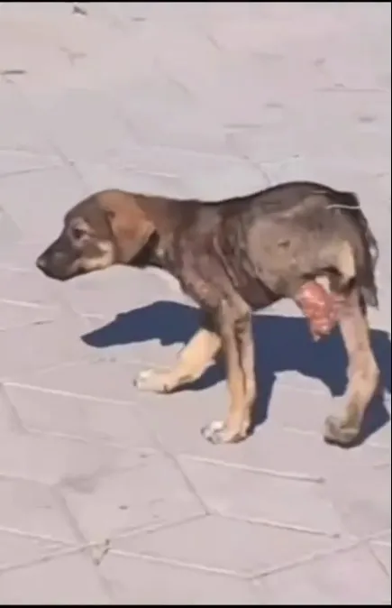 A Tiny Stray Puppy Was Walking in Pain