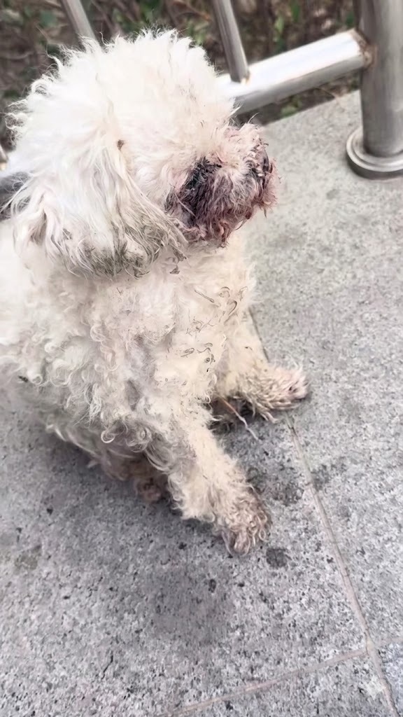 A Tiny White Dog Shivering by the Railings