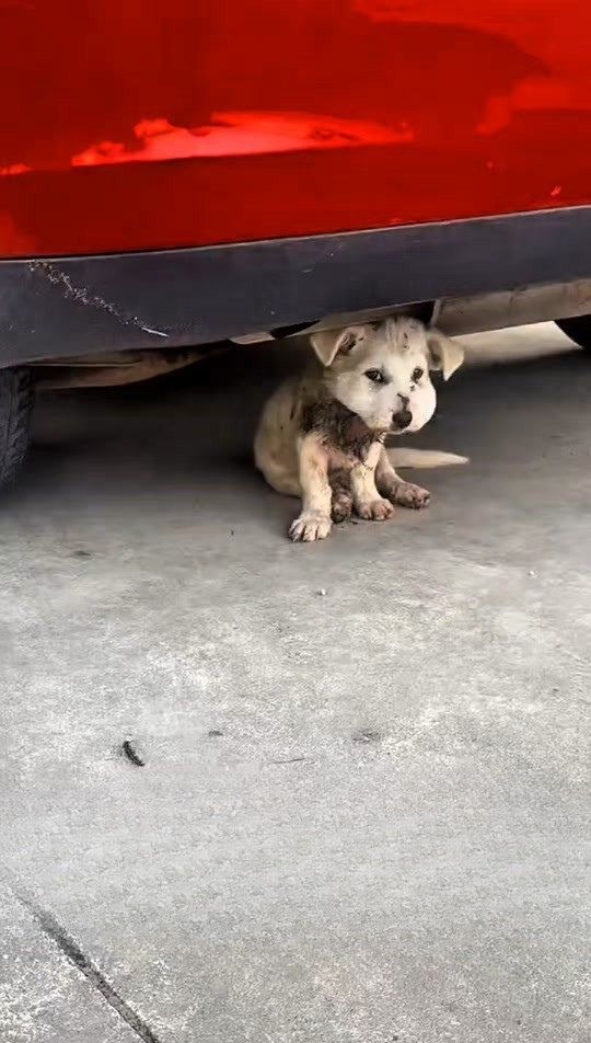 A Trembling Dog Hid Under a Car With a Swollen Face