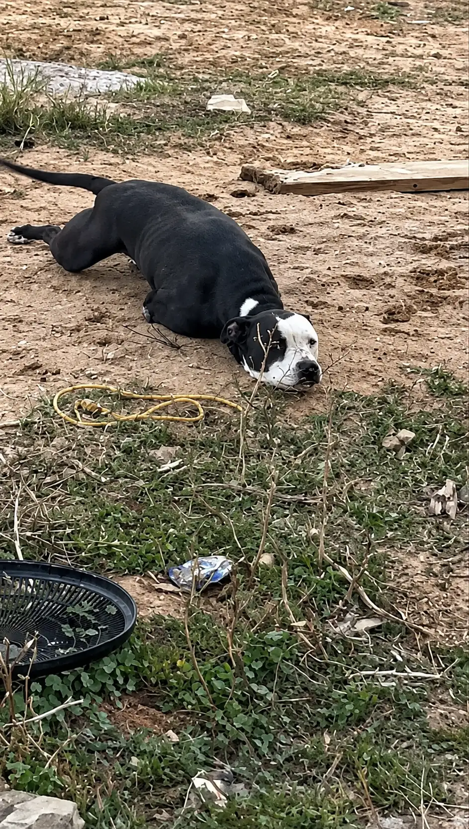 A Two-Legged Dog Lived Under a House for Over a Year Then Rescuers Raced Against a Storm to Save Him