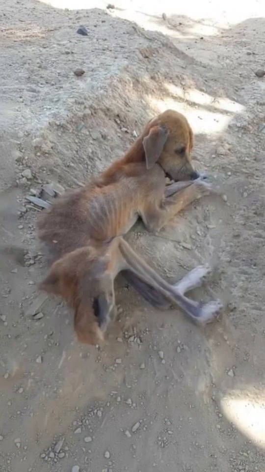 A Weak Dog Lying Alone on the Dirt