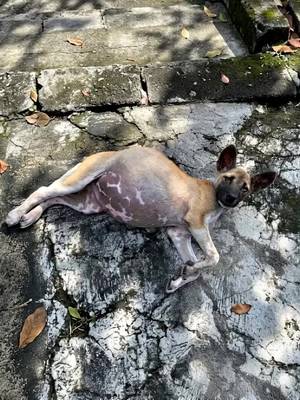 A Weak Dog Lying on the Pavement