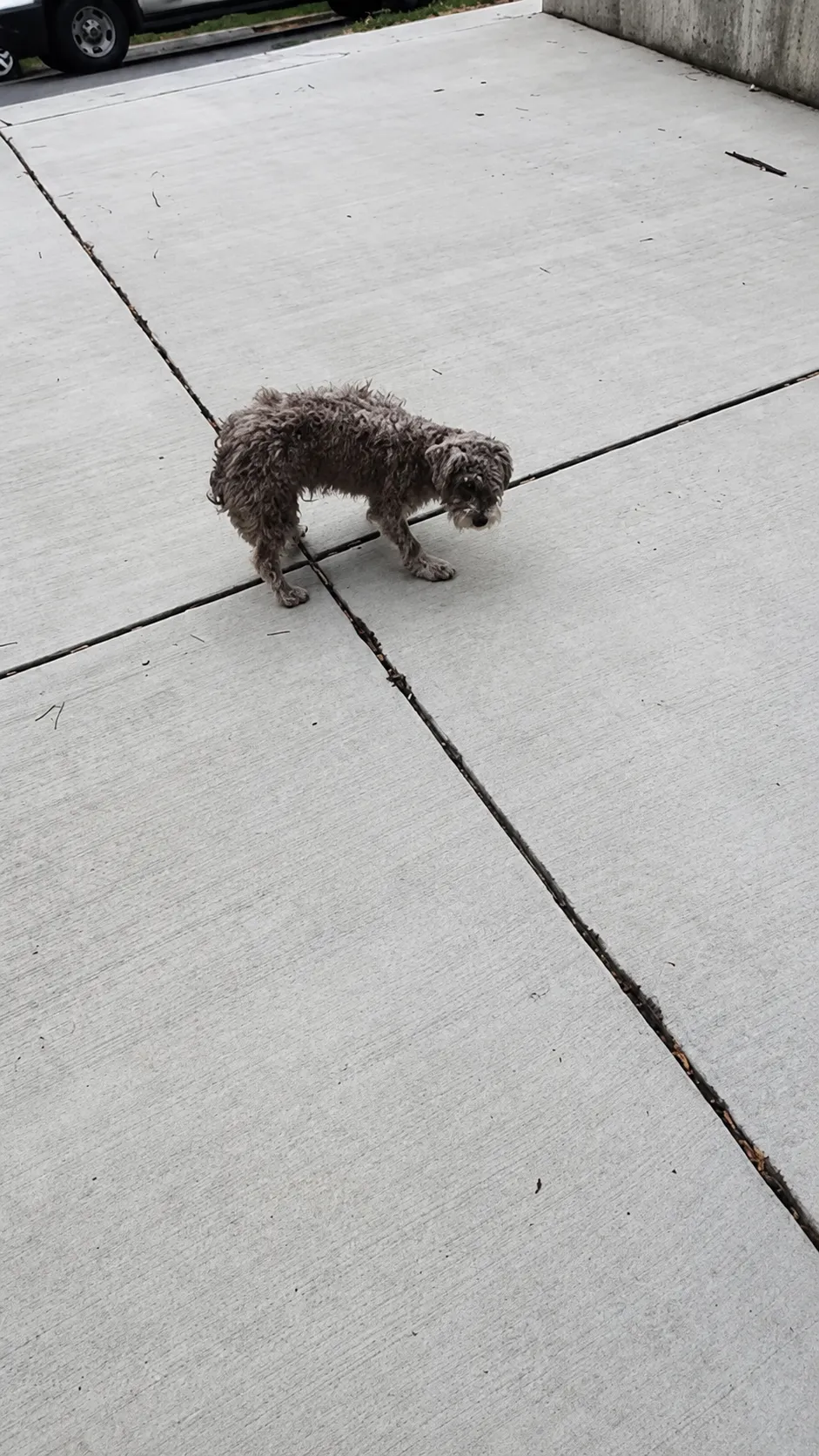 A Wobbly Puppy Found Alone on the Streets of Chicago