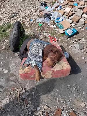 Abandoned Dog Found Lying in a Broken Bed Beside Trash
