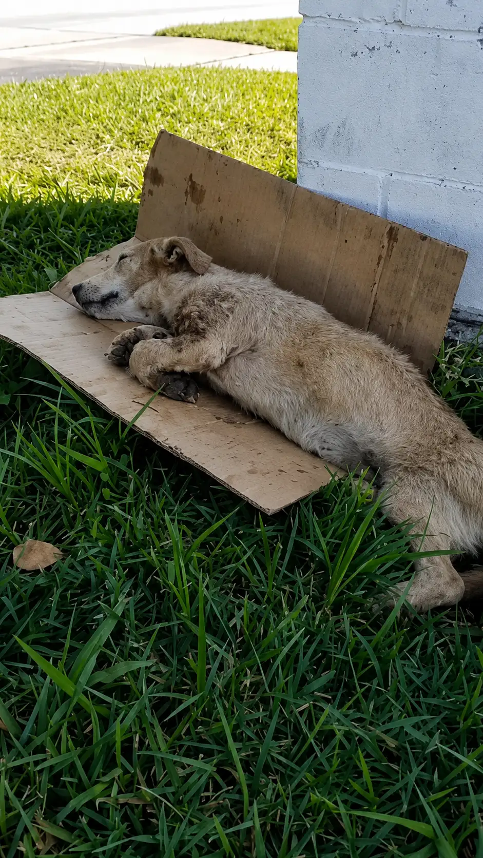 Abandoned Dog Found Sleeping on Cardboard