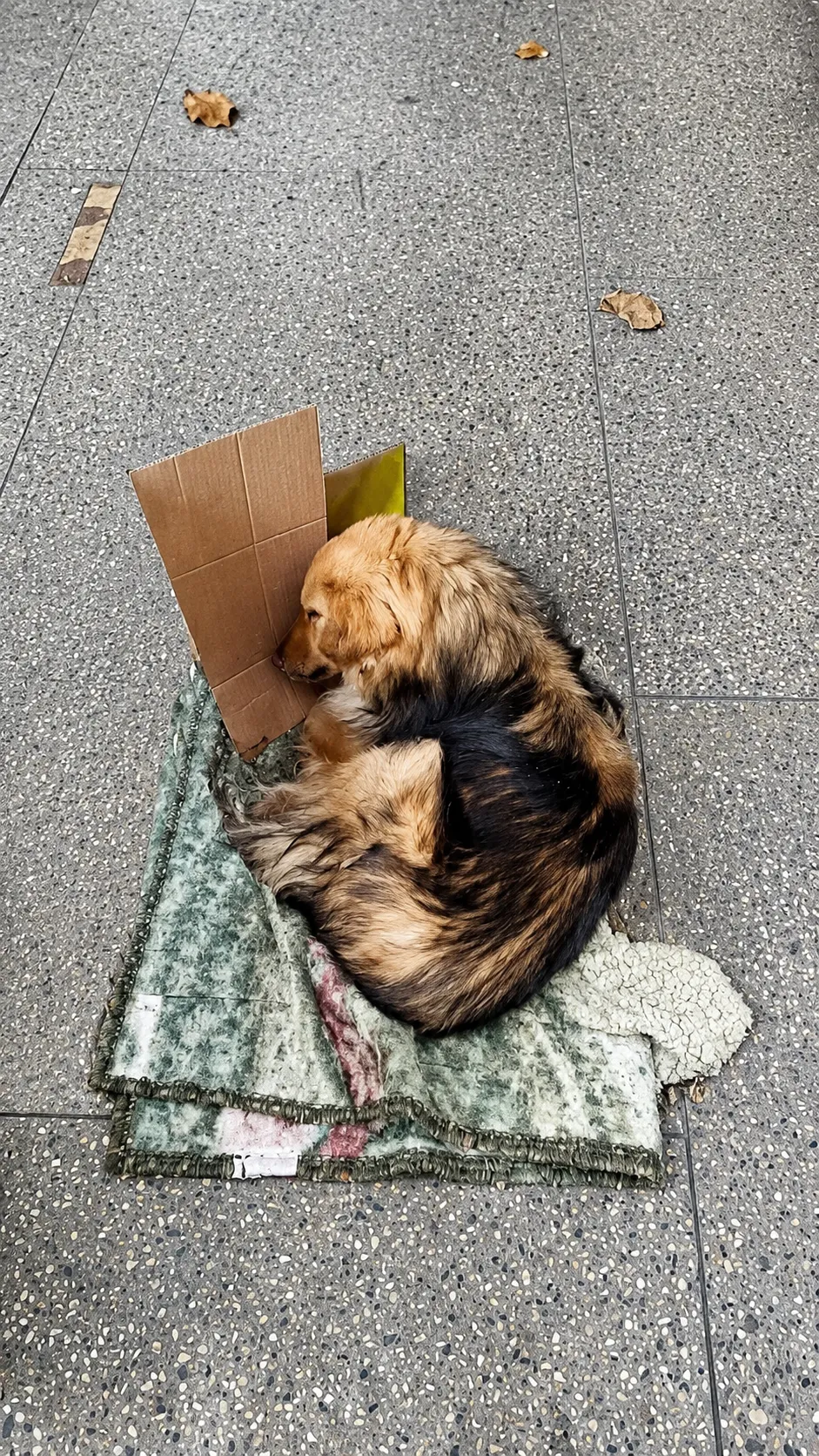 Abandoned on a Dirty Blanket