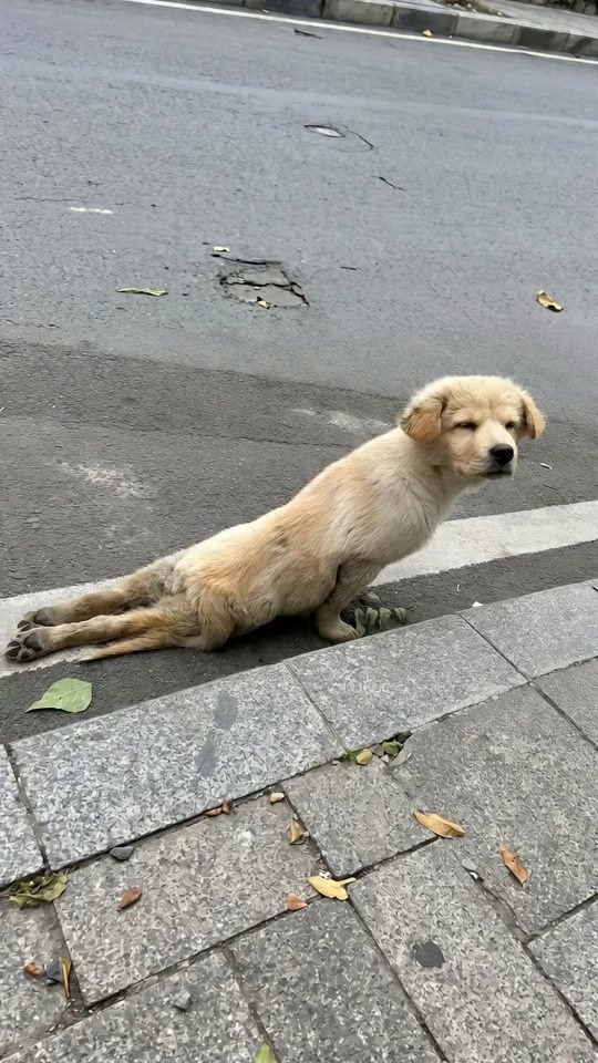 abandoned-puppy-couldn’t-move-his-back-legs