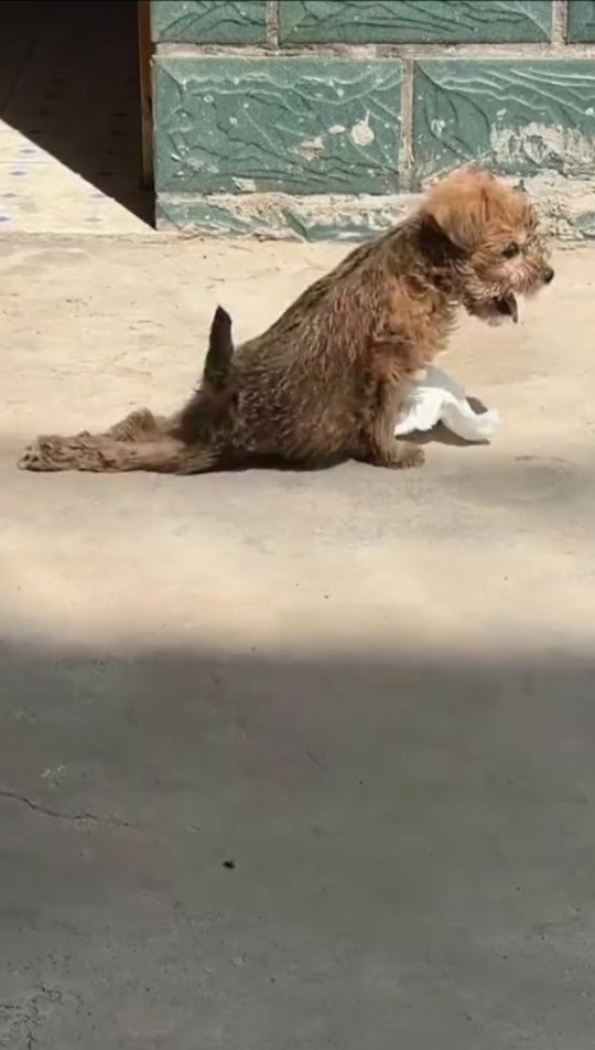 Abandoned Puppy Dragged Herself Along the Road