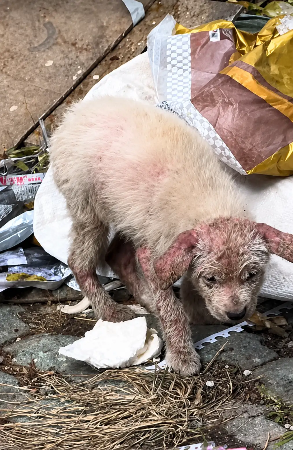 Abandoned Puppy Found Searching for Food in Trash