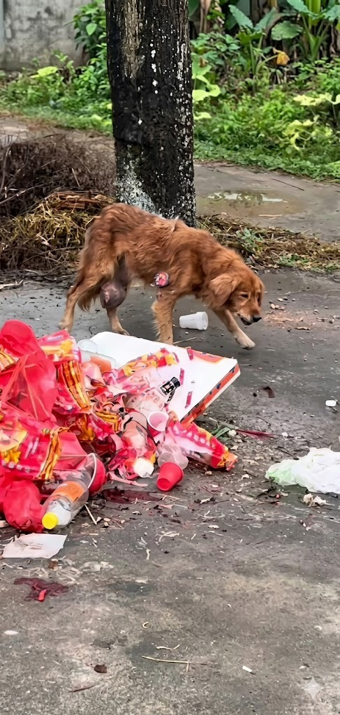 an Abandoned Golden Retriever Digging Through Trash