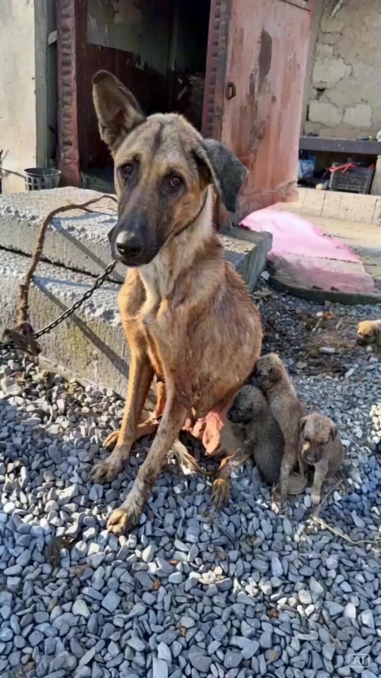 Chained Beside Her Puppies, This Mother Dog Waited for the Rescue That Would Change Everything