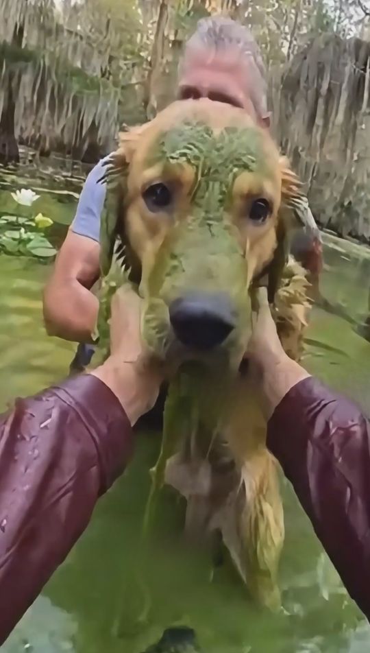 Dog Rescue in a Green Swamp