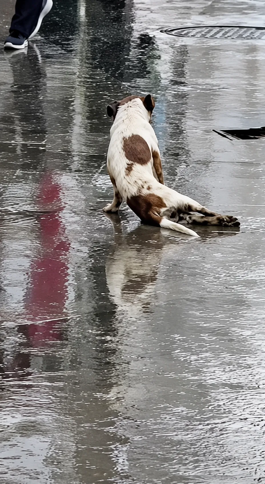 Everyone Passed the Dog Dragging Himself in the Rain
