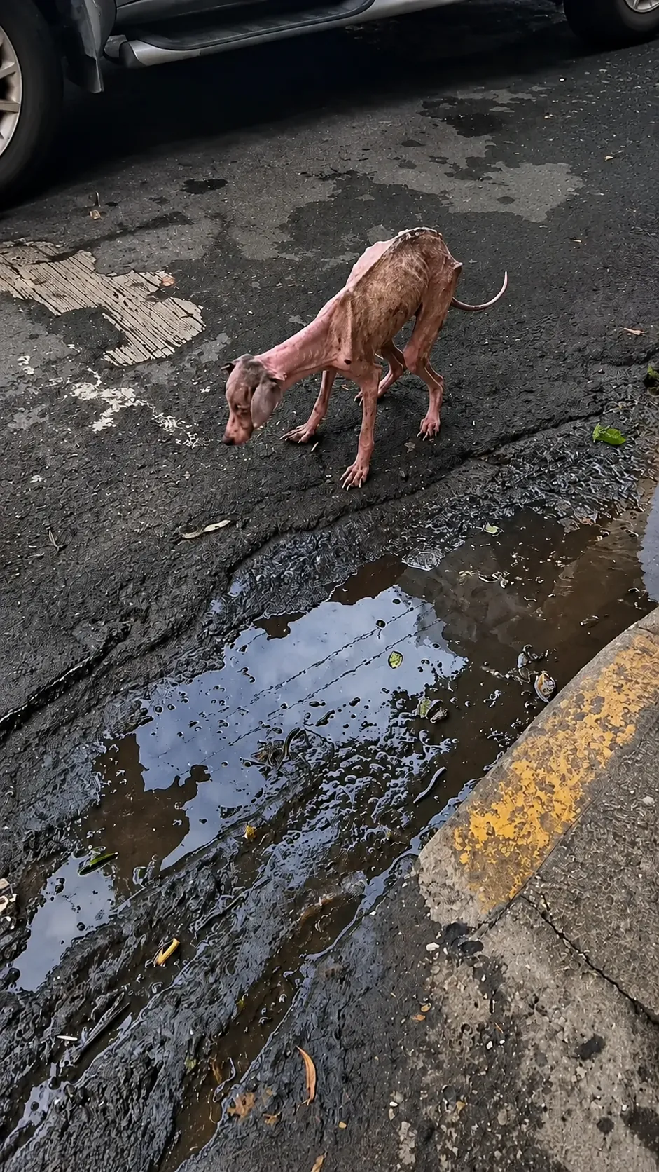Everyone Scrolled Past This Starving Dog