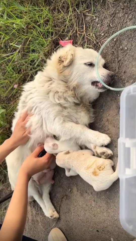 Exhausted Mama Dog Collapsed Beside the Road 