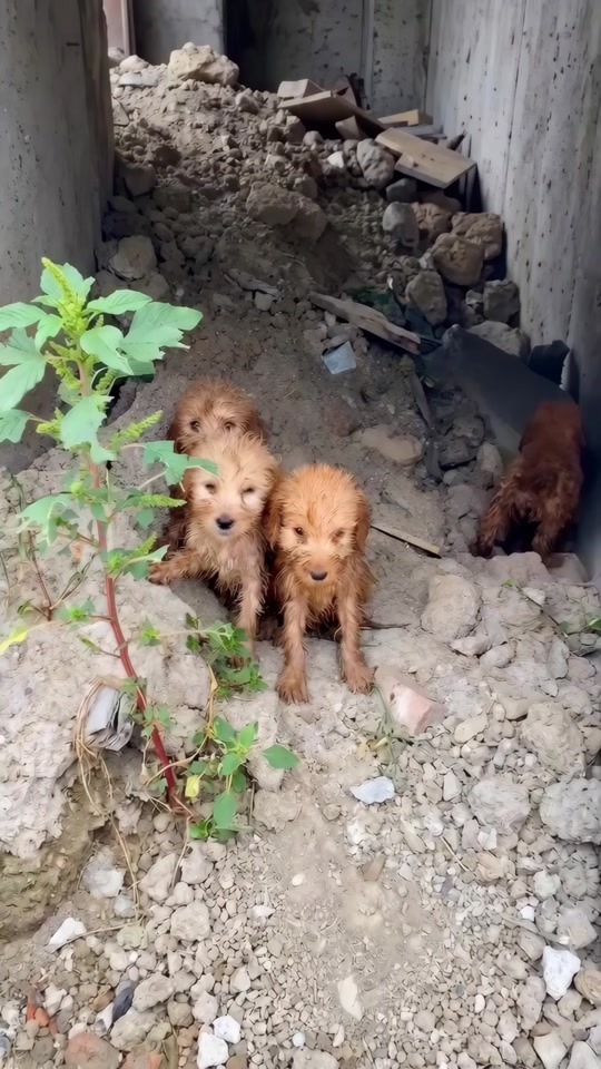 Four Little Lives Trying to Stay Together