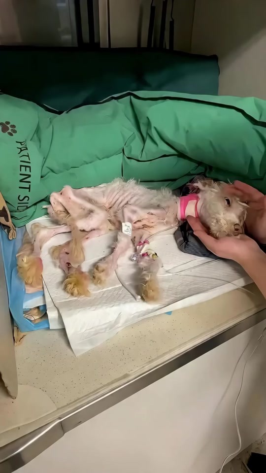From a Fragile Hospital Bed to Hope: The Little Dog Who Refused to Give Up
