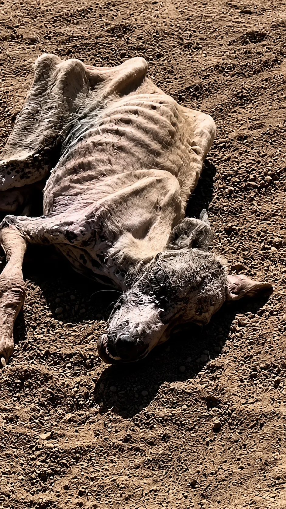 From Bones to Joy: The Forgotten Dog Who Learned to Trust Again