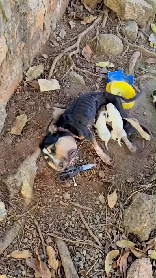 From Street Strays to Family Forever