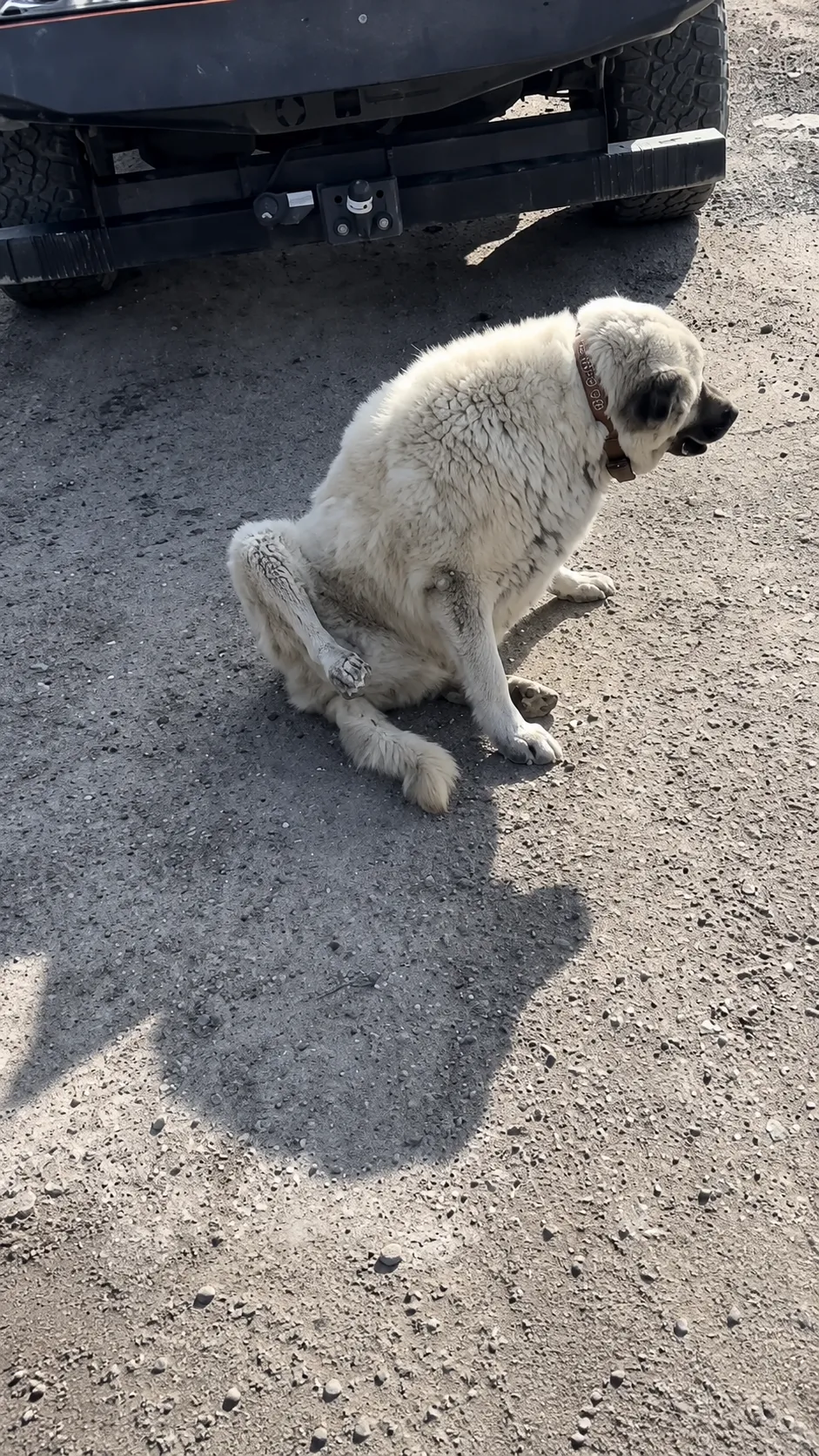 He Found a Giant Dog Who Could Barely Stand