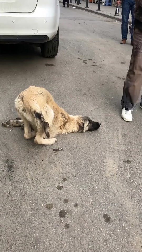 He Lay Helpless Behind a Car Then One Small Act of Kindness Changed His Life Forever