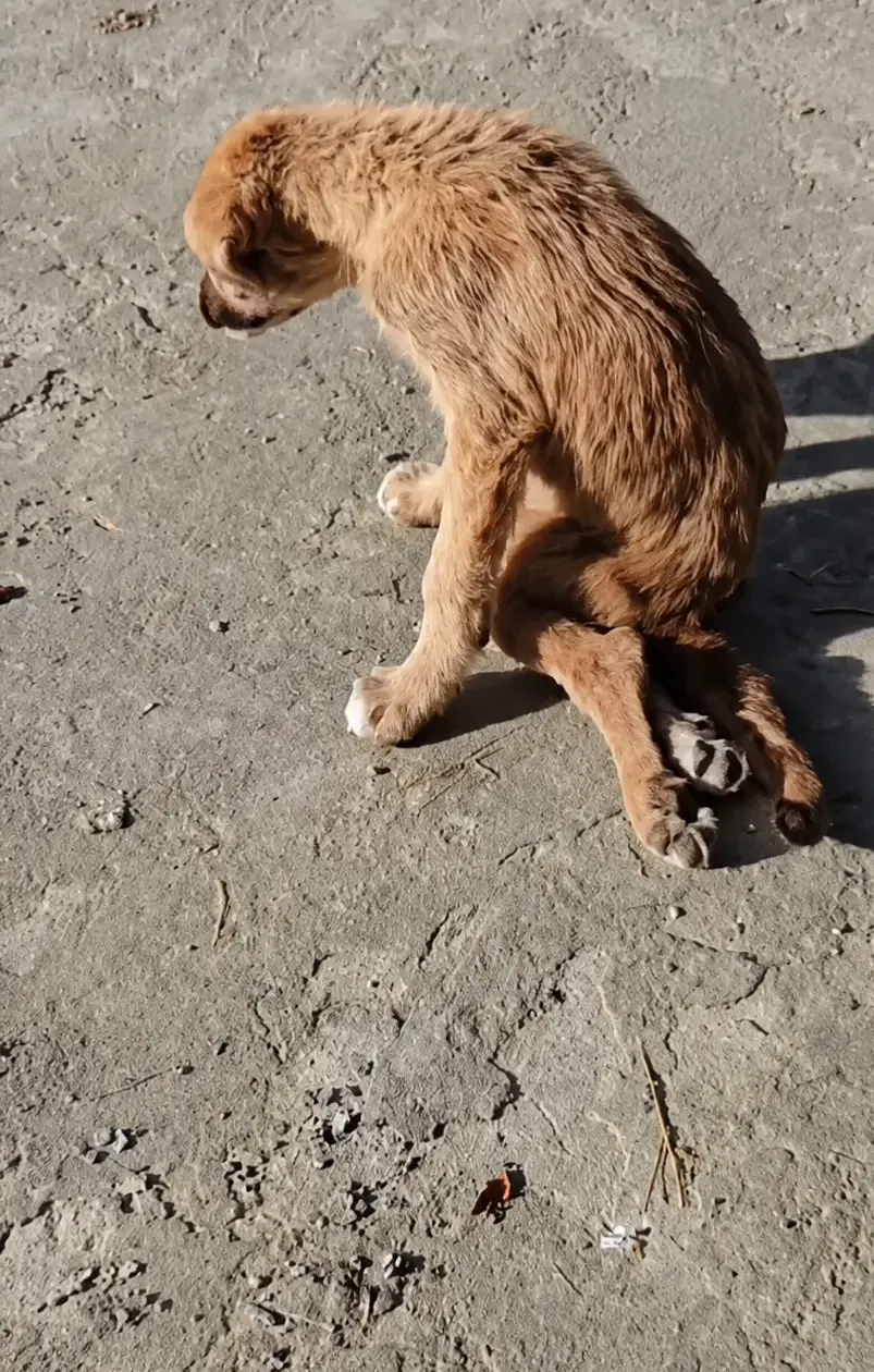 He Thought the Tiny Stray Was Just Tired