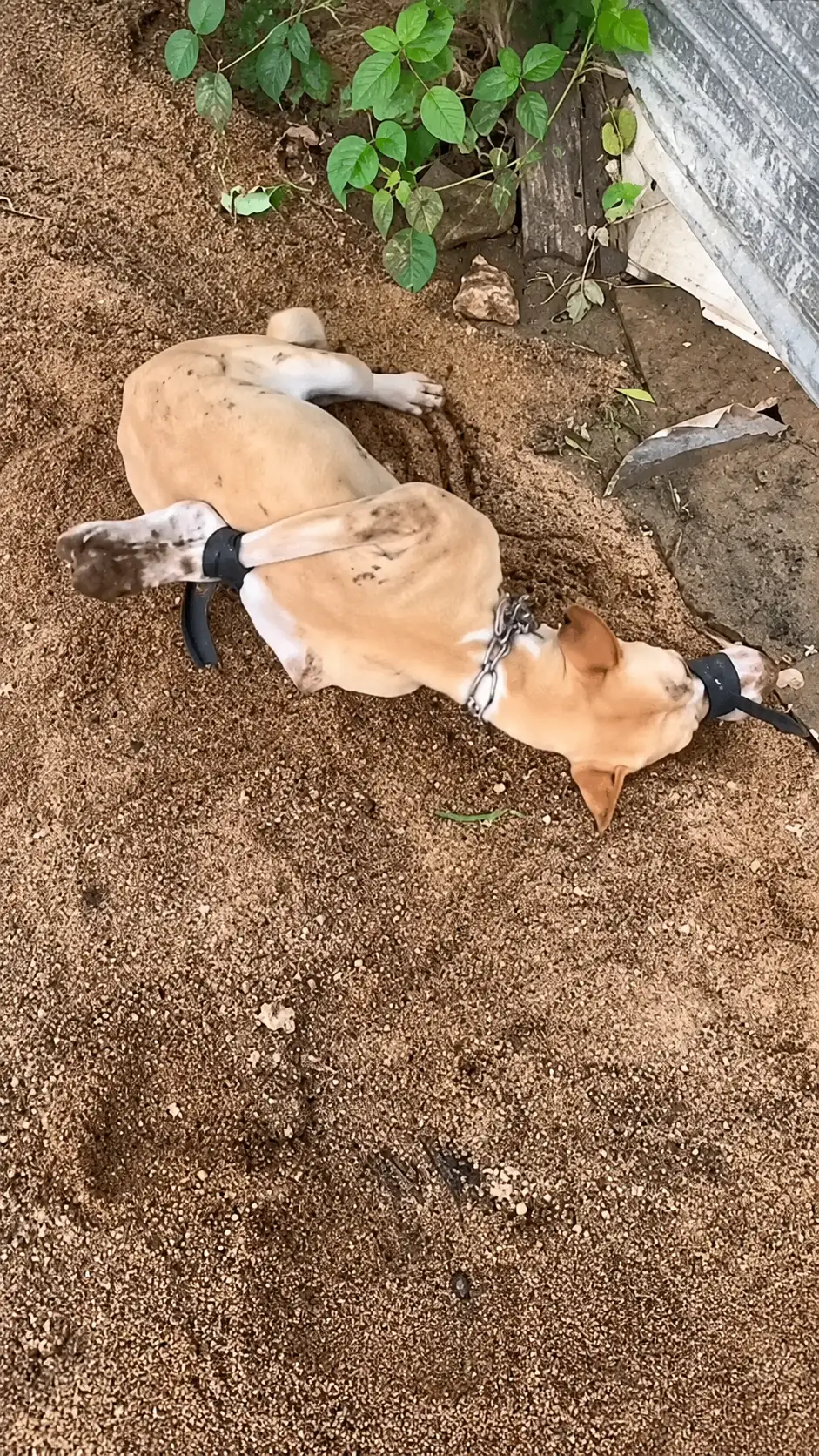 He Walked Into a Dog-Meat Farm and Found Dogs Tied in the Dirt