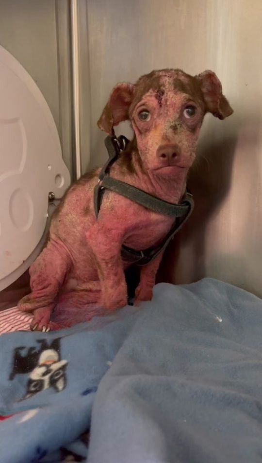 He Was Barely Recognizable at the Shelter Then Love Gave Flounder a Second Chance