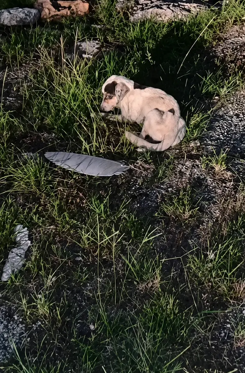 He Was Found Too Weak to Stand