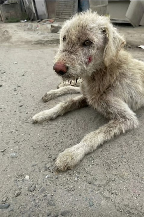 He Was Hit by a Car and Left Covered in Flies