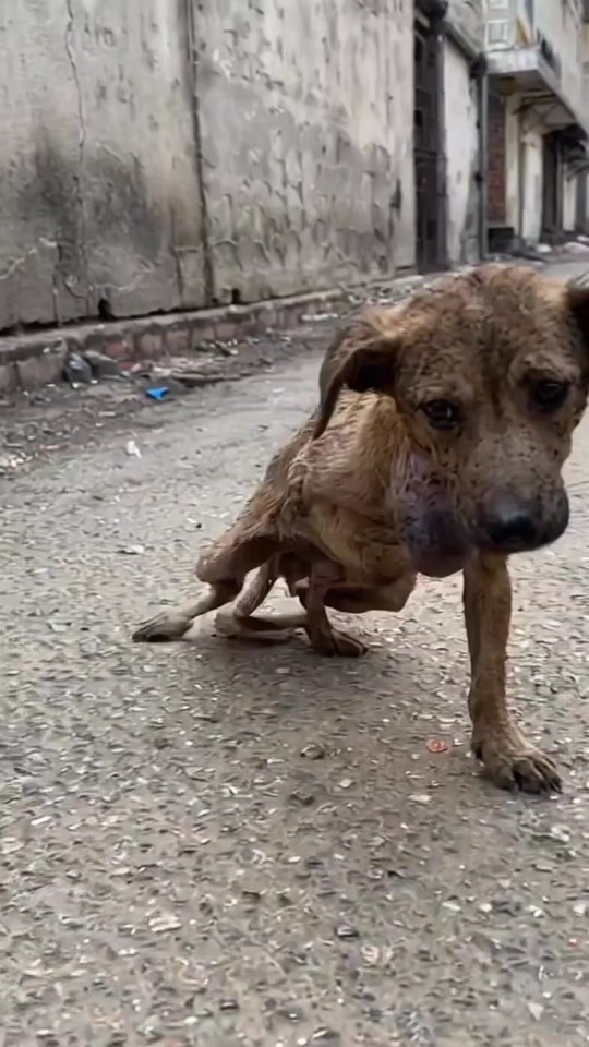 He Was Left to Die Alone on the Street