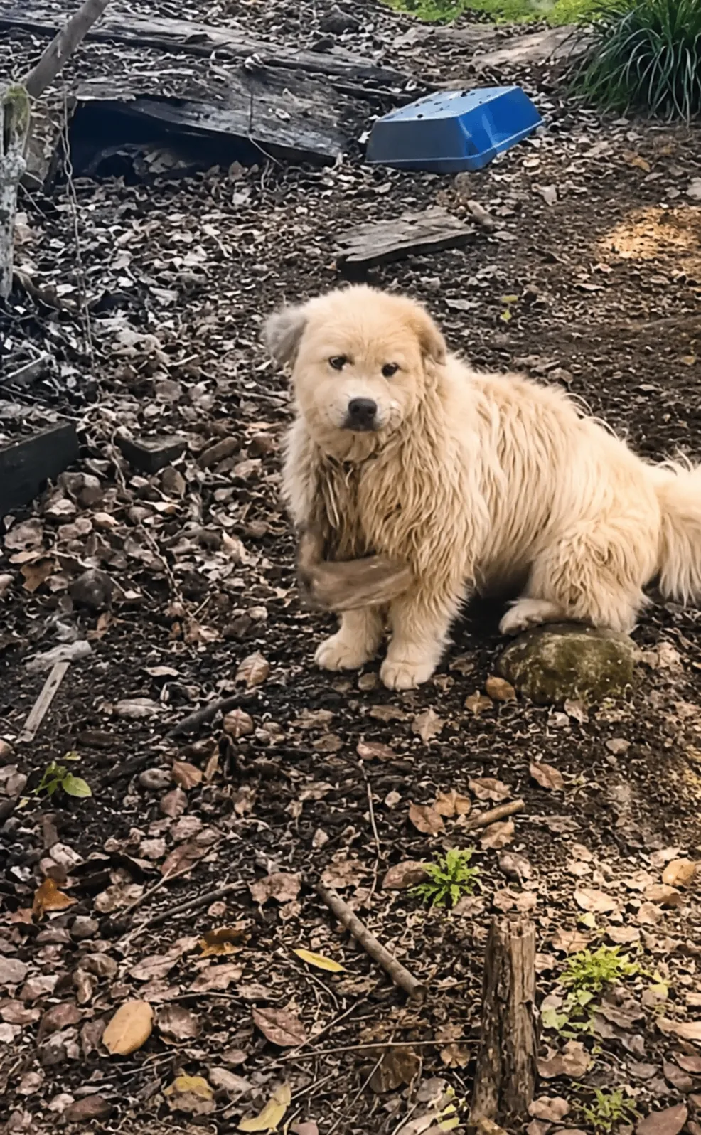 Nobody Wanted This Lonely Stray Dog