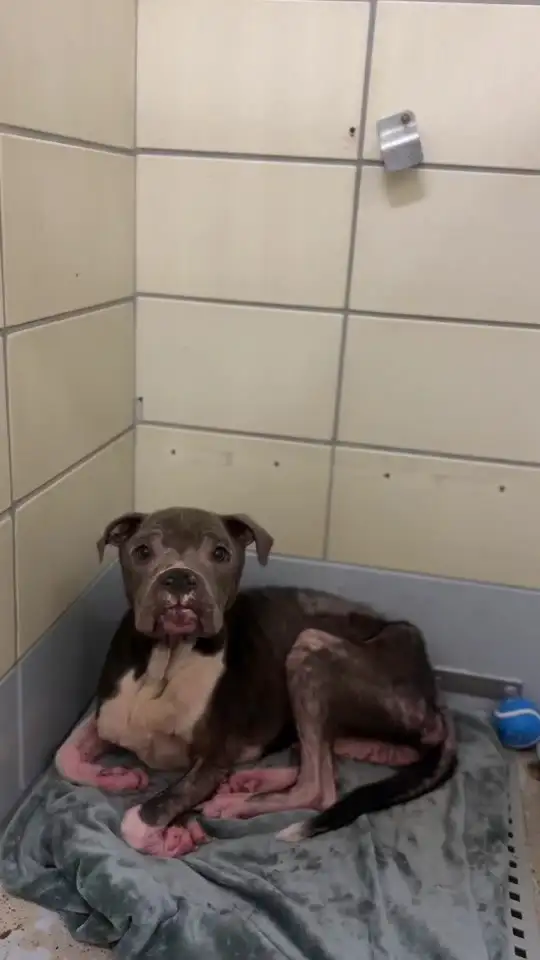 Oreo Came Back Skin and Bones