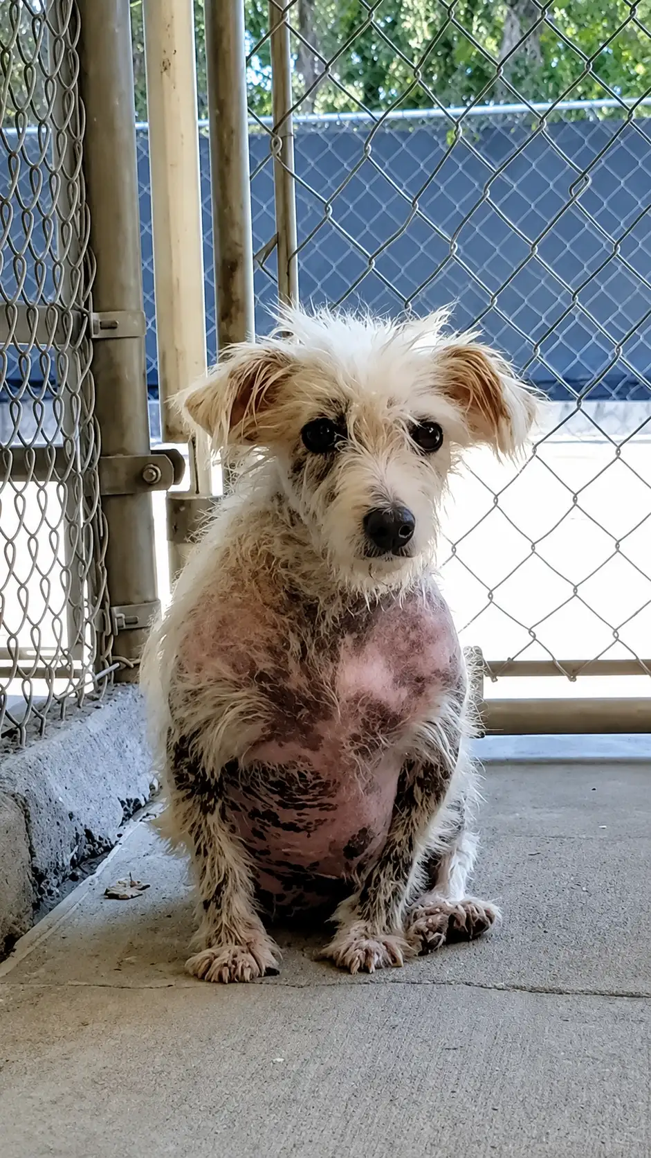 Piccolo Was Just a Scruffy Stray Behind a Kennel Gate