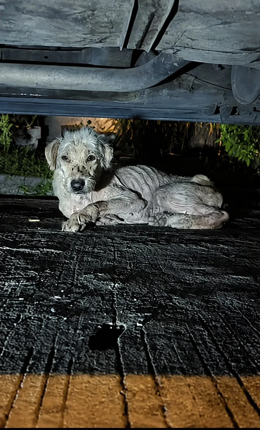 Rescuers Found Him Hiding Under a Car at Night