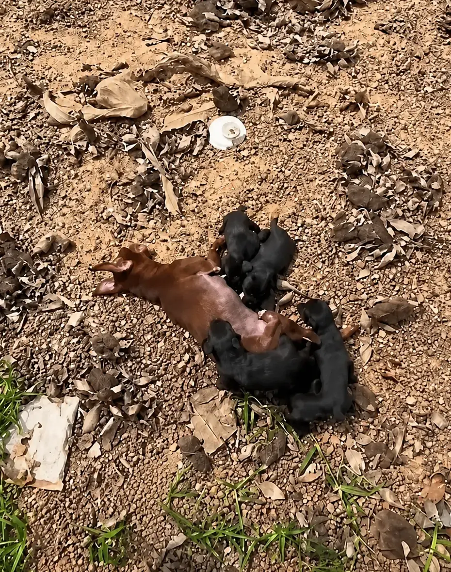 She Collapsed in the Dirt