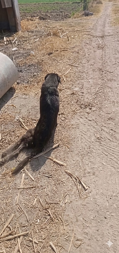 She Dragged Herself Through the Dirt With Two Broken Legs