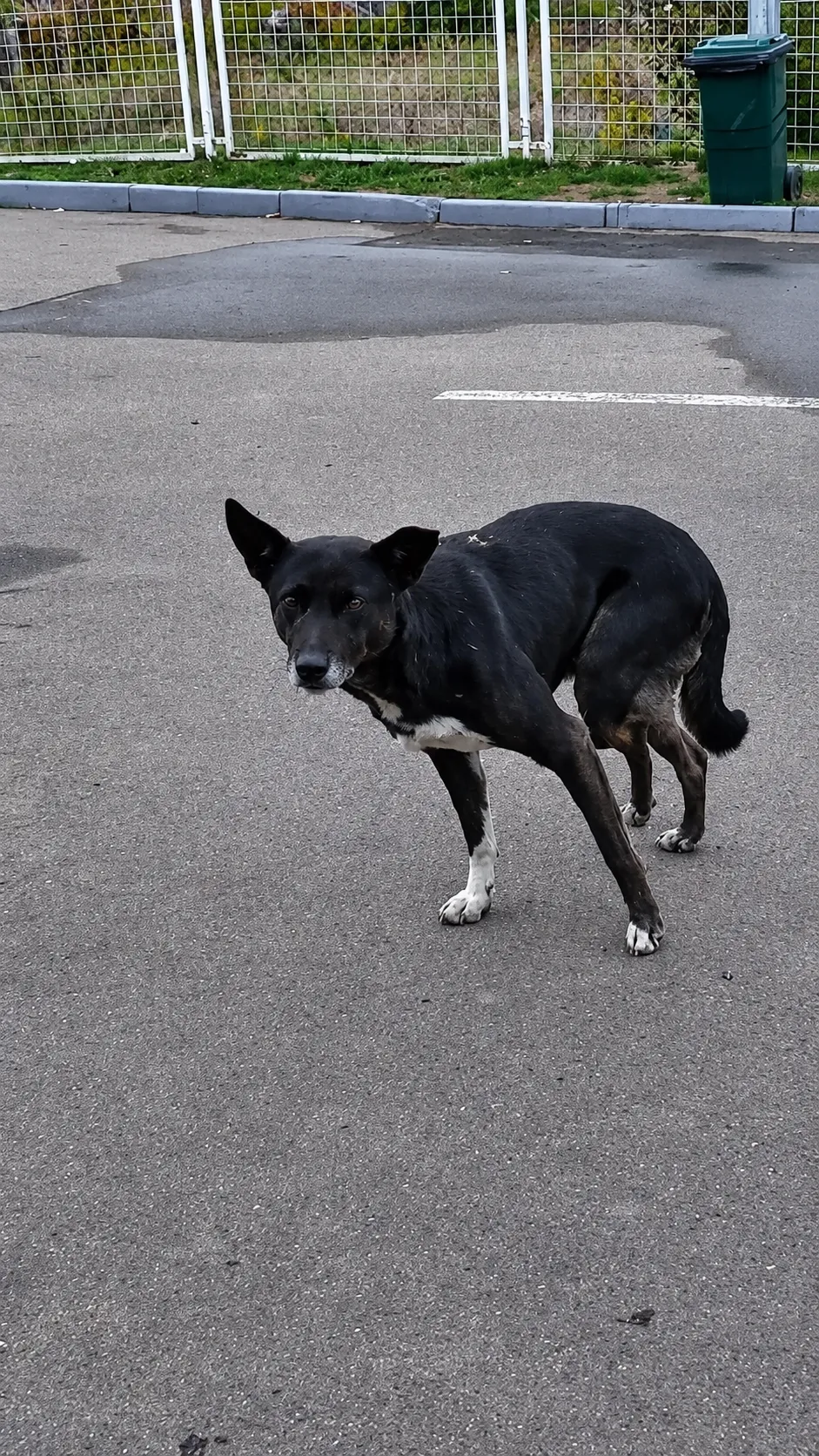 She Found a Terrified Stray Dog at a Gas Station
