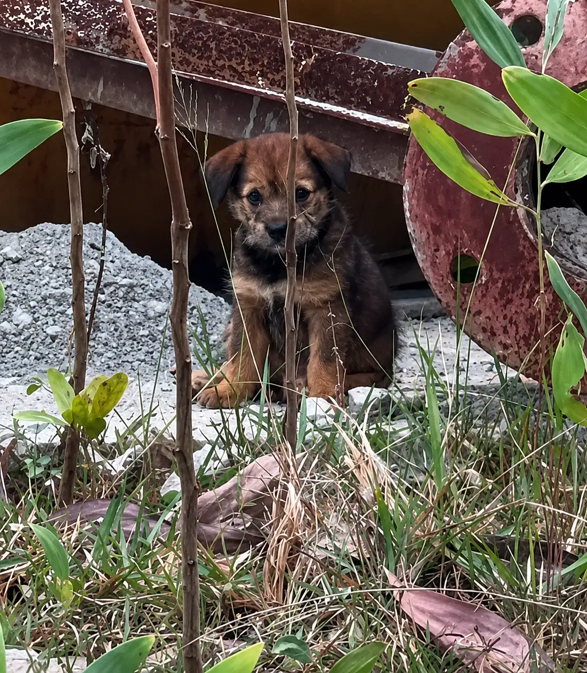 She Found Two Tiny Puppies Hiding Under a Rusty Tank