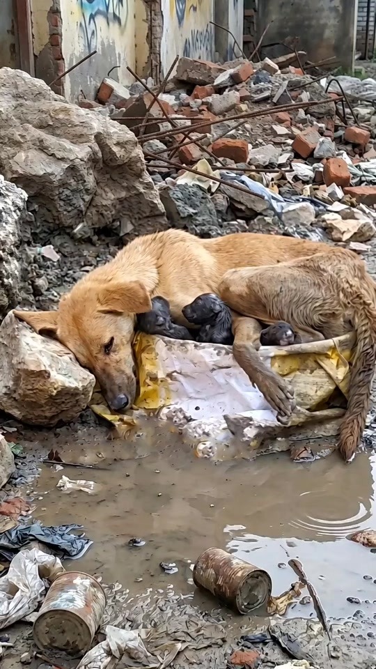 She Gave Birth in the Rubble Beside Dirty Water