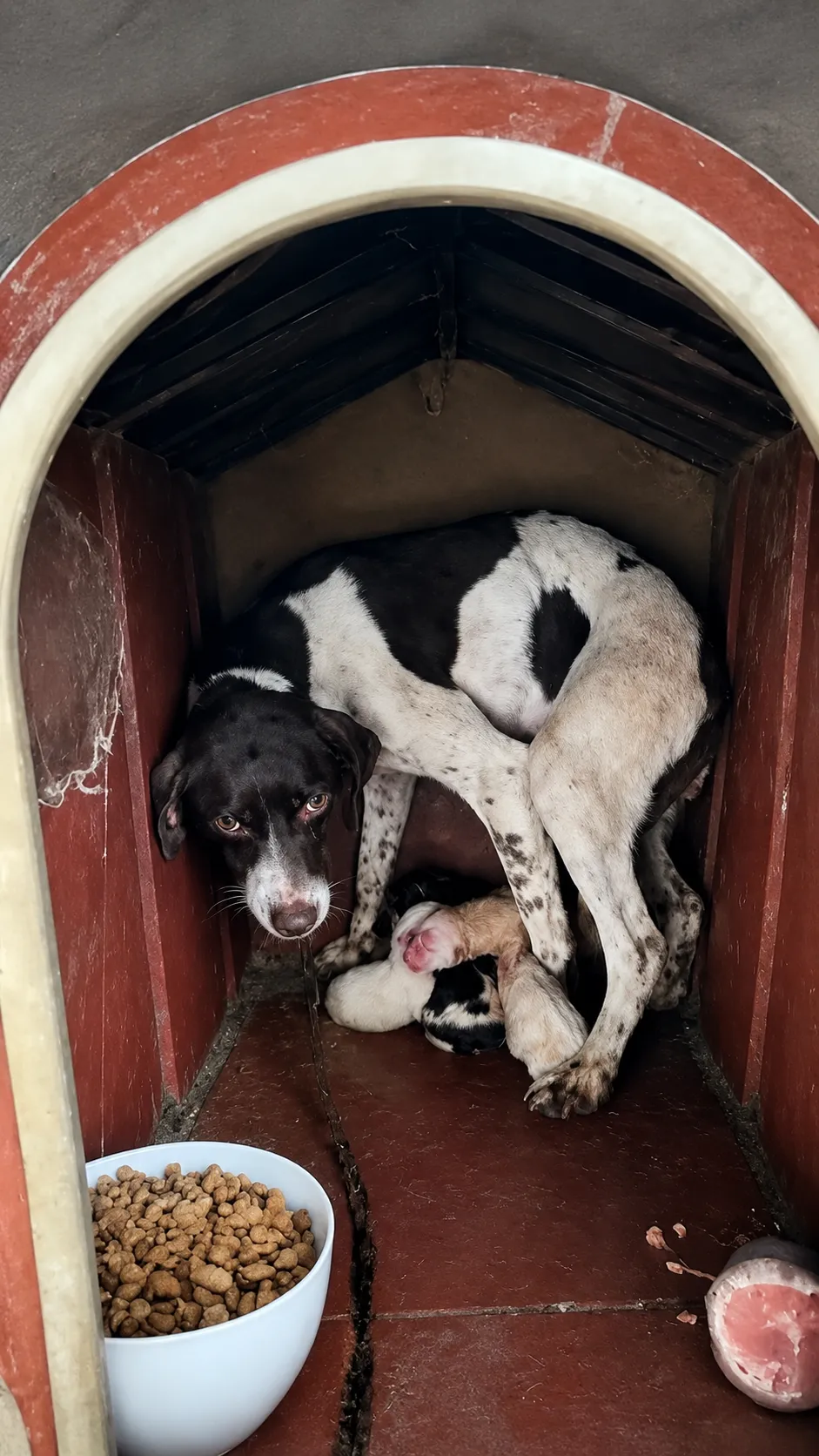 She Hid Her Newborn Puppies in a Broken Doghouse