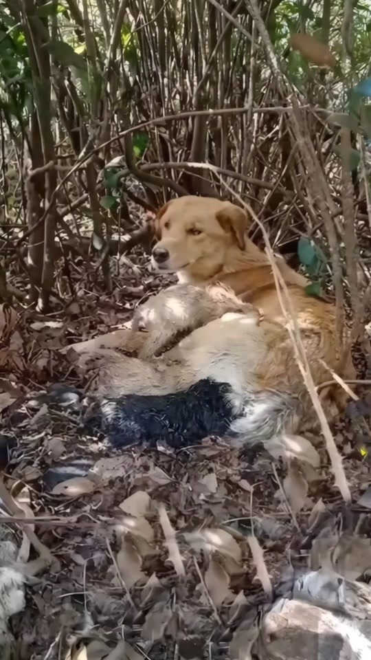 She Hid Her Puppies in the Bushes