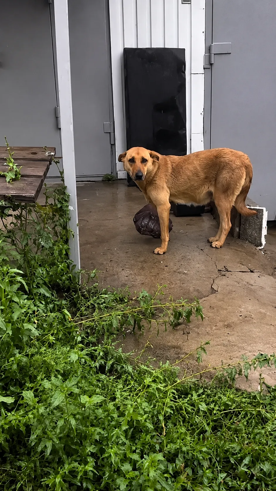 She Was Carrying a Pain No Dog Should Ever Know