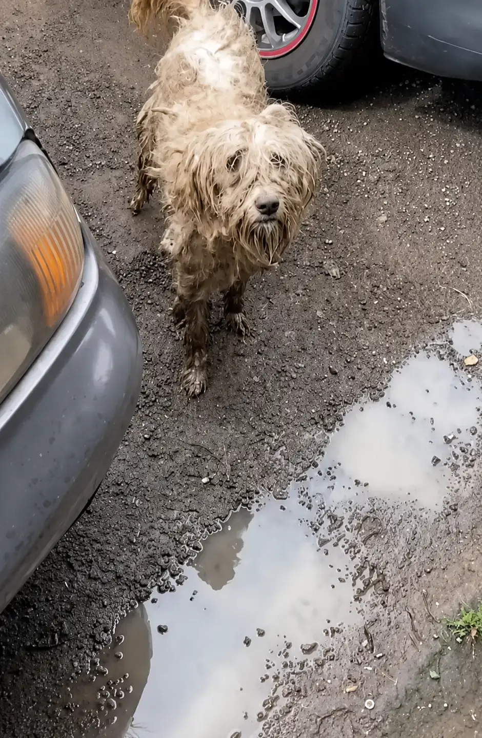 She Was Covered in Mud and Too Scared to Trust Until One Kind Person Changed Her Life
