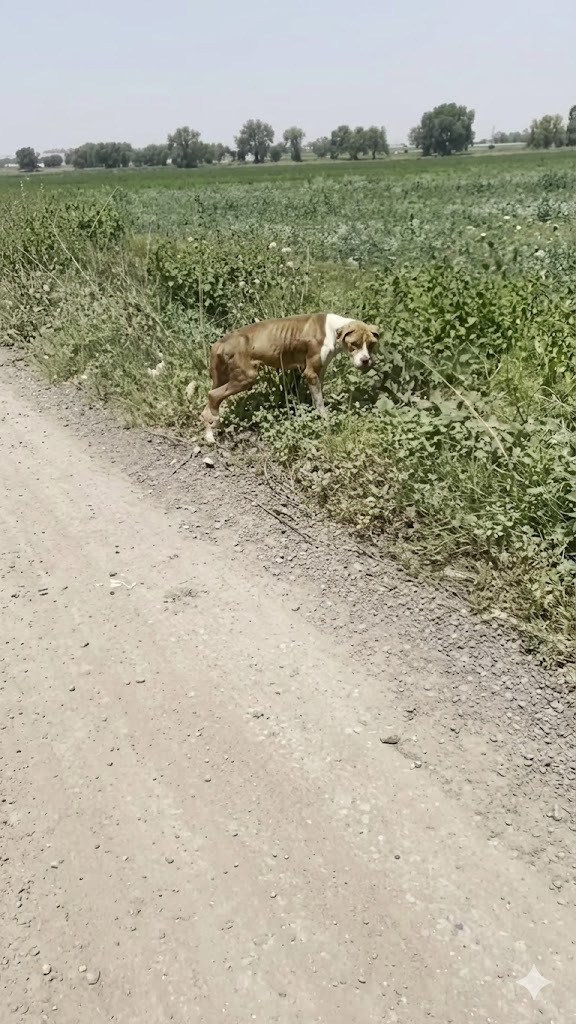 She Was Found Limping Beside a Dirt Road