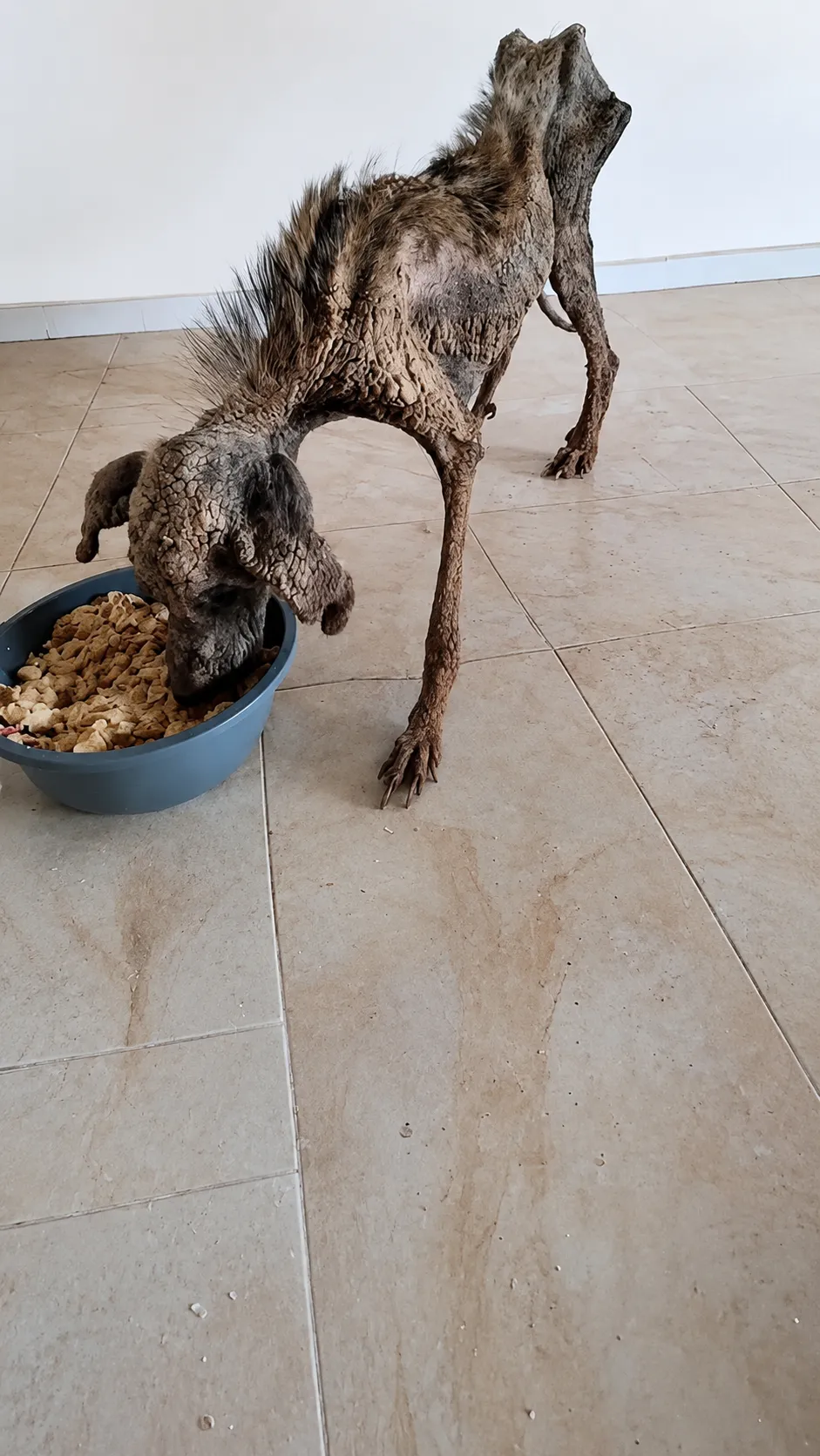 Starving Dog With Painful Skin Disease