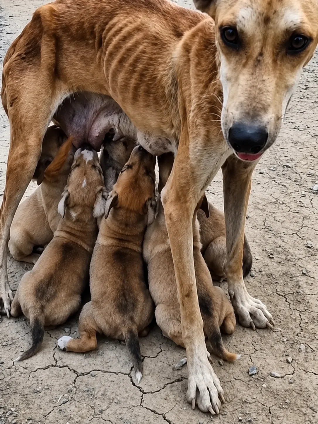 Starving Mother Dog Was Nothing But Bones